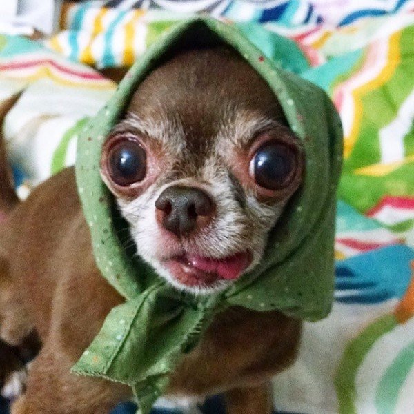 15 Adorable Pictures of Babushka Dogs | Lumpy Guppy